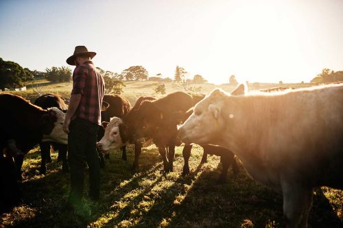 Close-up view of a farmer outside with cattle, natural grass-fed beef